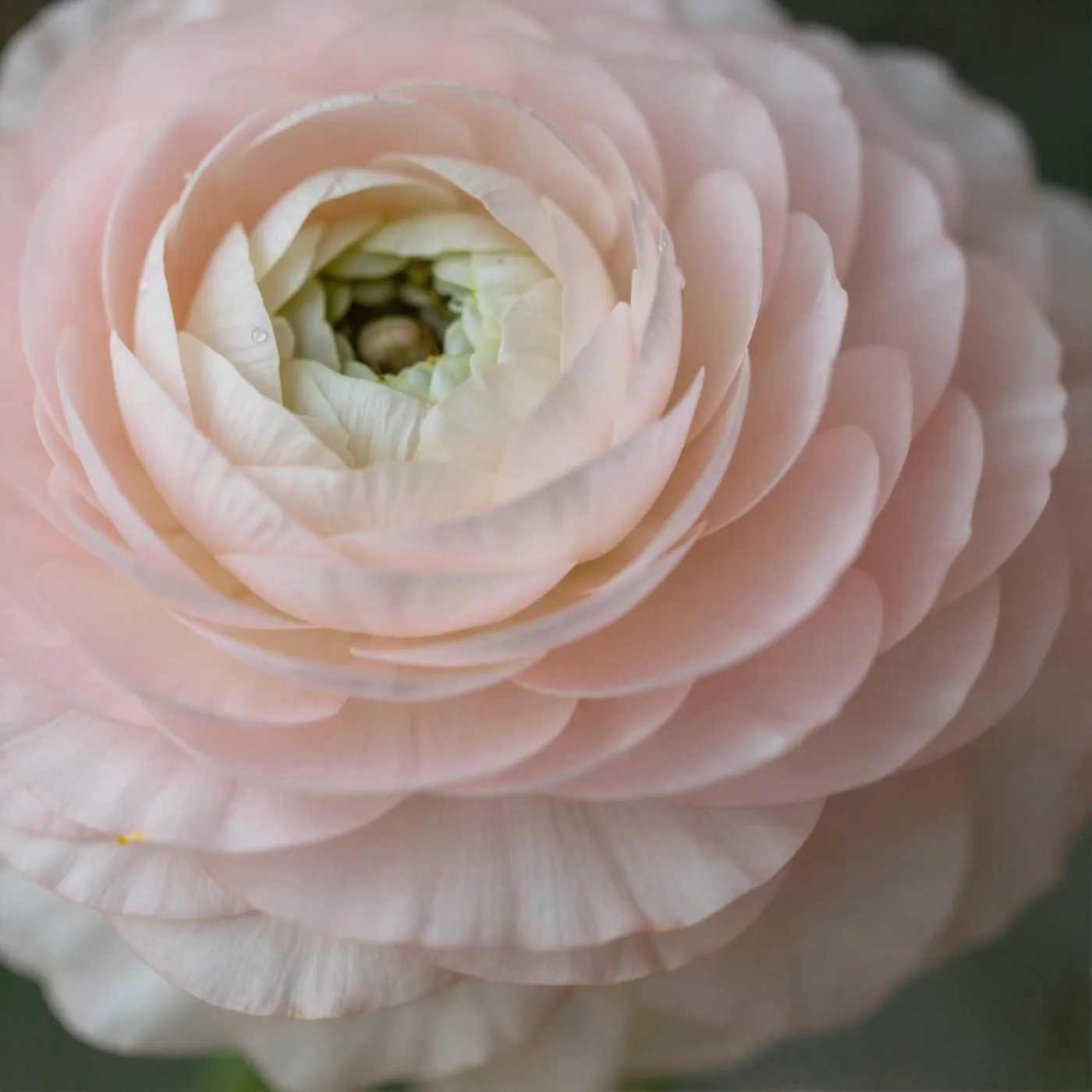 Pétales de renoncule rose pâle avec des gouttes d'eau